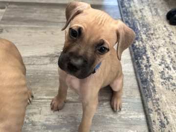 3 month cane corso x terrier mix (boy)
