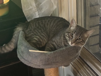 Russian Blue – baby Russian Blue cat – Oakland