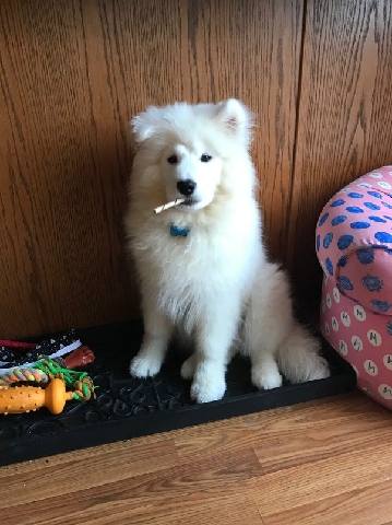Samoyed – Fresh Samoyed puppy
