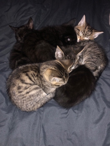 Kittens