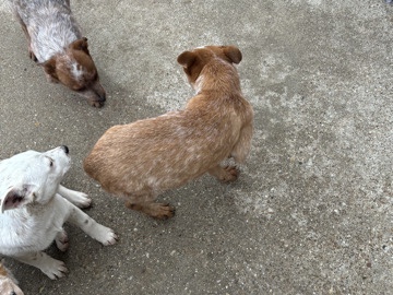 Australian Cattle Dog – full blood Australian cattle dog puppies – Addison