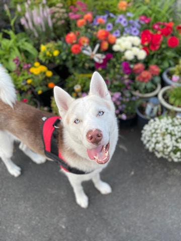 Siberian Husky – one year old Siberian husky x GSD MALE