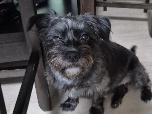 Mixed Breed – Energetic Indy – Raleigh