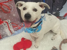 Jack Russell Terrier – Senior Loving Companion – 12-Year-Old Loyal Dog Seeking Calm, Pet-Free Home – Reno