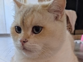 British shorthair white