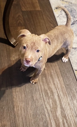 American Pit Bull Terrier – Brindle Red Nose Pit Puppy