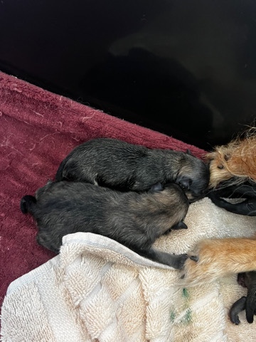 Pomeranian – The Wolf Pack