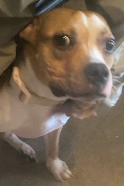 American Pit Bull Terrier – In need of forever home