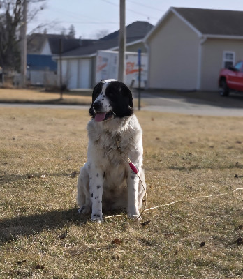 Great Pyrenees – Dog needs rehomeing – West Des Moines