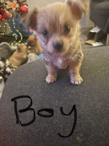 Yorkshire Terrier – Yorkshire terrier cross Pomeranian