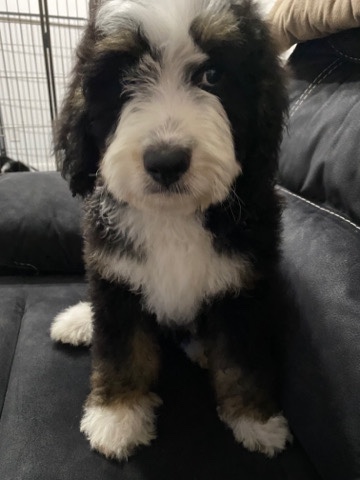 Bernese Mountain Dog – Bernerdoodles