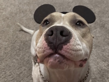 American Pit Bull Terrier – Rex is a 3.5 year old Pit Bull mix with a big heart an even bigger personality – Glouster