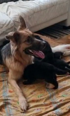 German Shepherd – German Shepherd x husky malamute