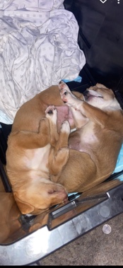 Labrador Retriever – Pit Mixed With Lab Puppies
