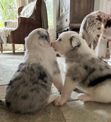 Border Collie – border collie Grand Pyrenees
