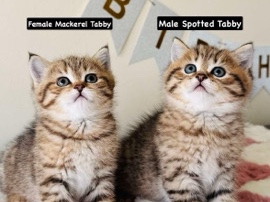 British Shorthair - Black Golden Tabby British Shorthair available for adoption in Dubai