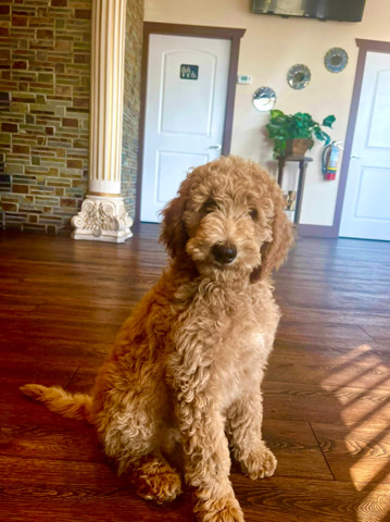 Poodle – poodle