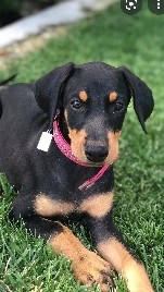 Doberman Pinscher – doberman male very active and healthy