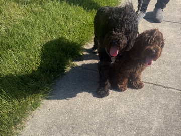 Poodle – Moyen Poodle – Capitol Heights