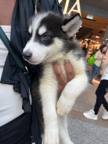 Husky Pup
