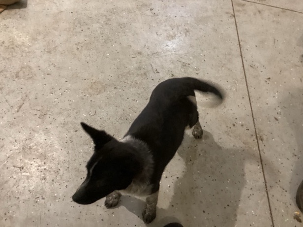 German Shorthaired Pointer – German shepherd/Border collie breed – Ephrata