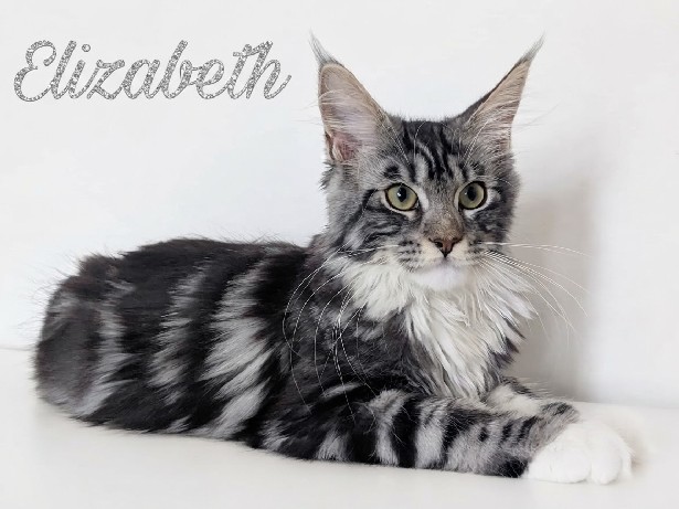 Maine Coon – MajestiPaws Elizabeth | TICA Registered | Champion Sired – Greater London