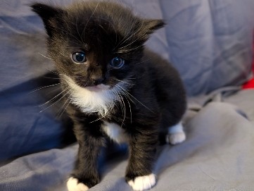 Others - Kittens for sale available for adoption in Kelowna