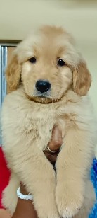 Golden Retriever – Golden retriever