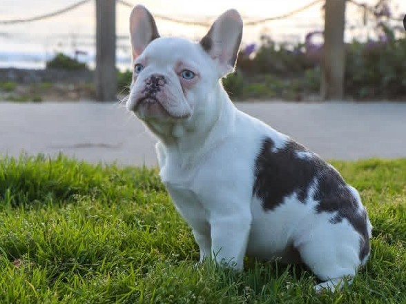 French Bulldog – husky koi frenchie – Chino