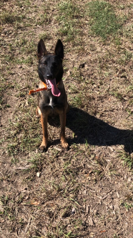 Belgian Shepherd Dog (Malinois) – Louisiana