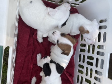 Jack Russell Puppies