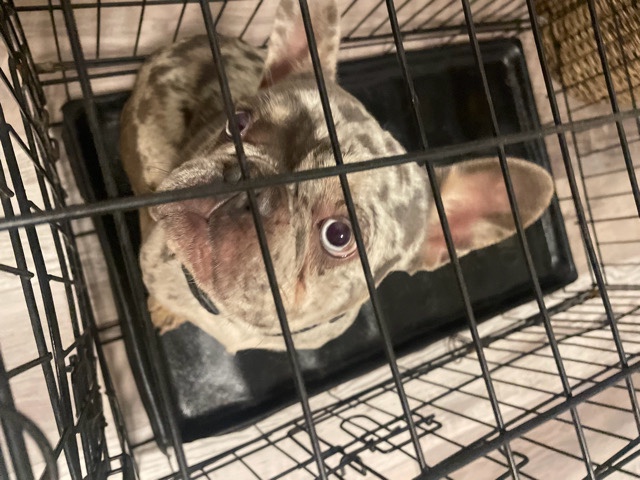 Bulldog – blue Merle french bulldog boy serious people only