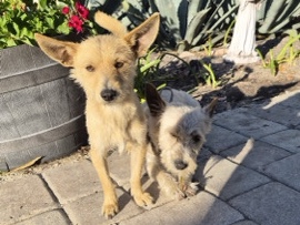 Chihuahua – chihuahua – Bradenton