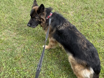 German Shepherd – Purebred German Shepard – Jacksonville