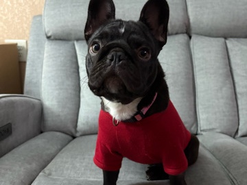 French Bulldog – French Bulldog Puppy for sale – Garland