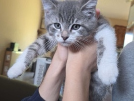 Ragdoll - Bonded kittens female and male  available for adoption in Saint Paul