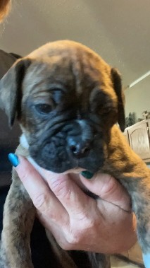 boxer mix