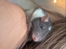 Rat – Remi and Gus Gus – Launceston