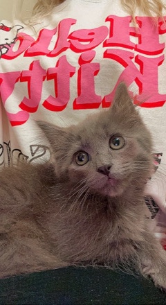 8 week old kitty needs a home