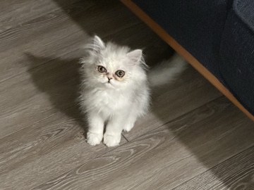 Persian (Traditional) – Persian Kitten For Sale - “Rehome” – Seattle