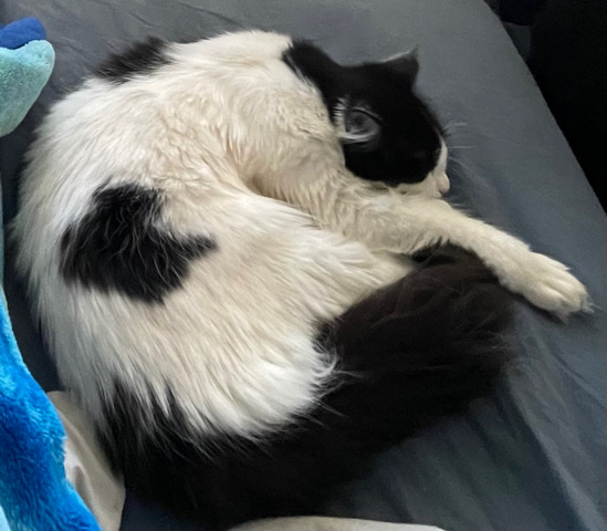 Ragdoll – Nimo