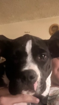 American Pit Bull Terrier – pit/boxer mix