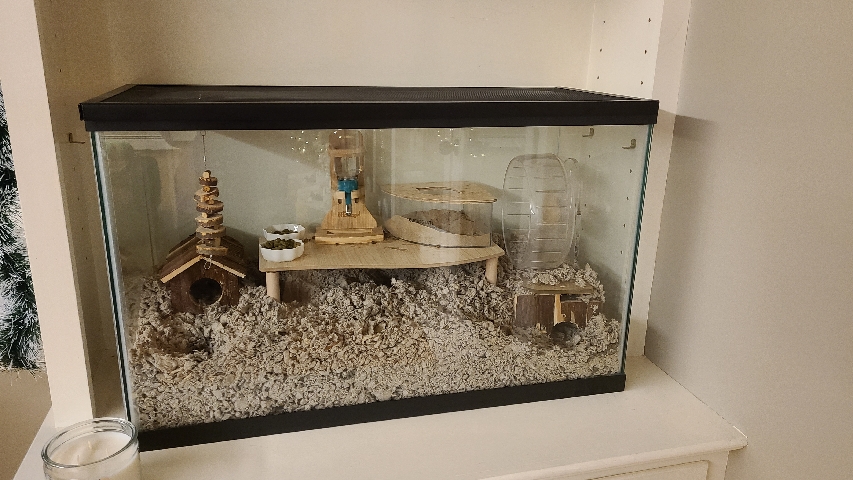 Gerbils