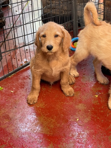 Labrador Retriever – Labradoodles puppies for sale