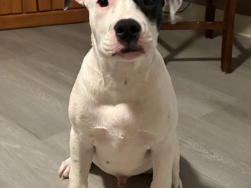 American Pit Bull Terrier – pitbull pup