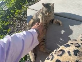 Russian White, Black and Tabby – FREE cat – Elk Grove