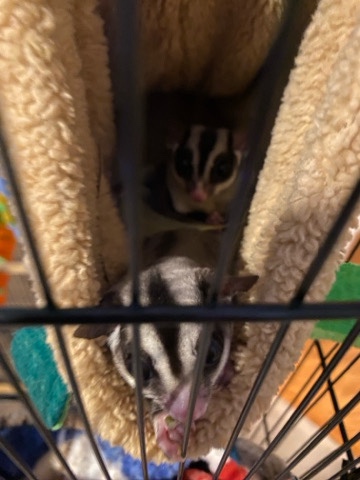 squirrel – 2 gray sugar gliders for sale
