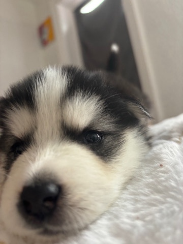 Alaskan Malamute – husky malamu