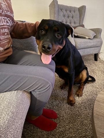 Rottweiler – gorgeous dog needs a home