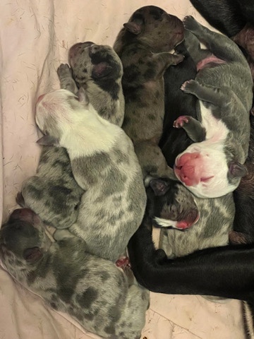 French Bulldog – French bulldog